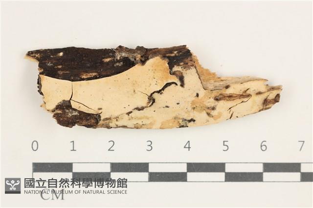 登錄號:F0038382藏品圖，第1張