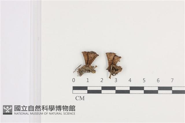 登錄號:F0036382藏品圖，第1張