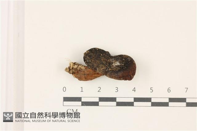 登錄號:F0037382藏品圖，第1張