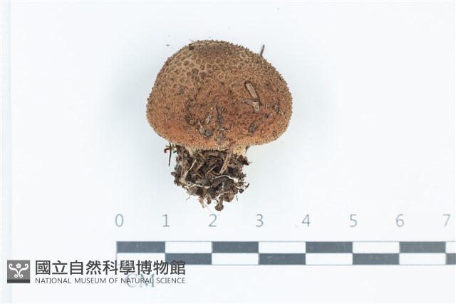 登錄號:F0039382藏品圖，第1張