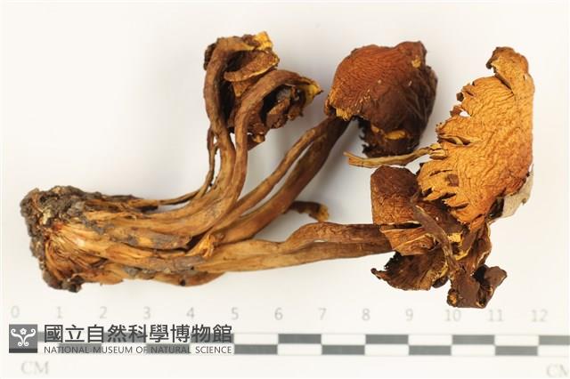 登錄號:F0038232藏品圖，第1張