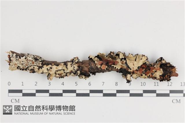 登錄號:F0036232藏品圖，第1張