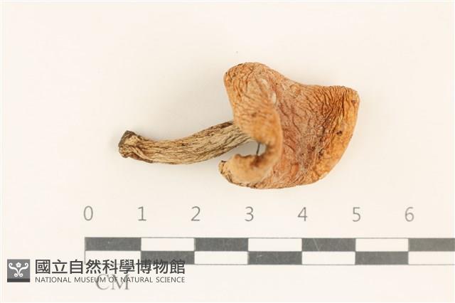 登錄號:F0037232藏品圖，第1張