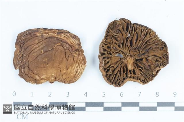 登錄號:F0038832藏品圖，第1張