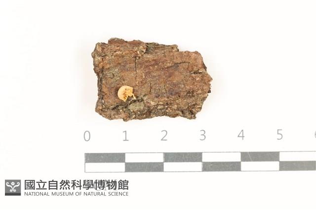 小菇屬藏品圖，第1張