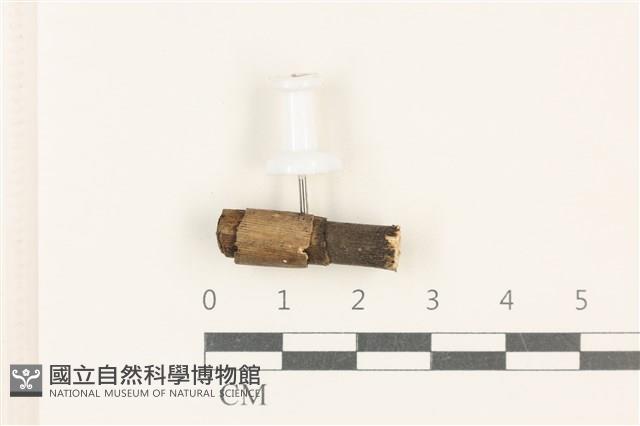 登錄號:F0037932藏品圖，第1張