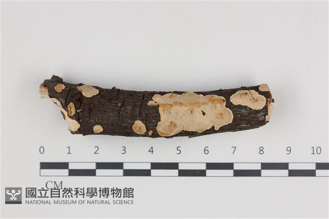 刺皮菌屬藏品圖，第1張