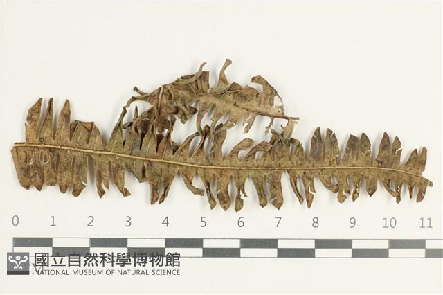 登錄號:F0038632藏品圖，第1張