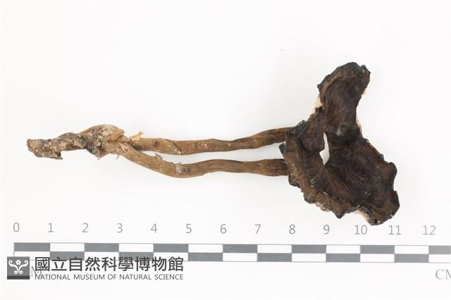 登錄號:F0036632藏品圖，第1張