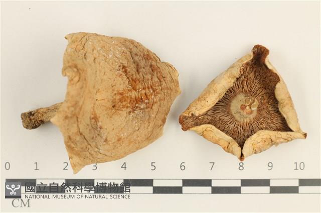 登錄號:F0037632藏品圖，第1張