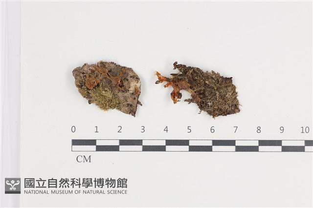 花耳屬藏品圖，第1張