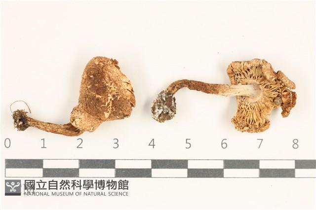 登錄號:F0038432藏品圖，第1張