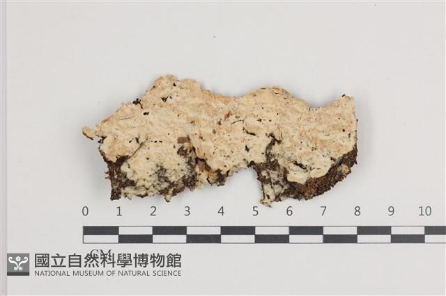 登錄號:F0036432藏品圖，第1張
