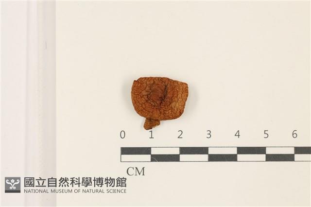 登錄號:F0037432藏品圖，第1張
