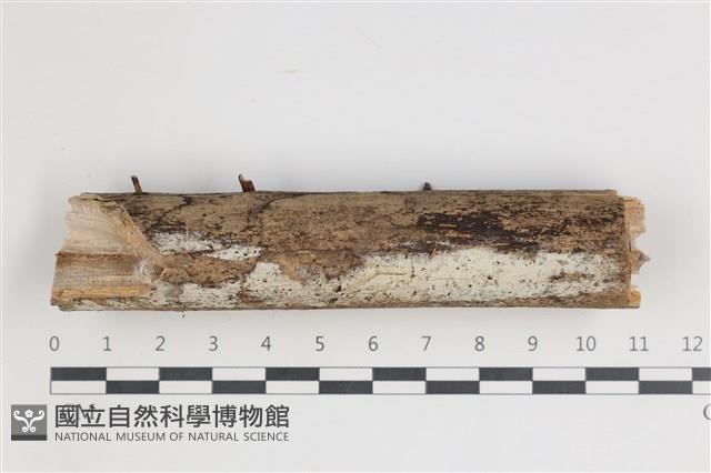 登錄號:F0035432藏品圖，第1張