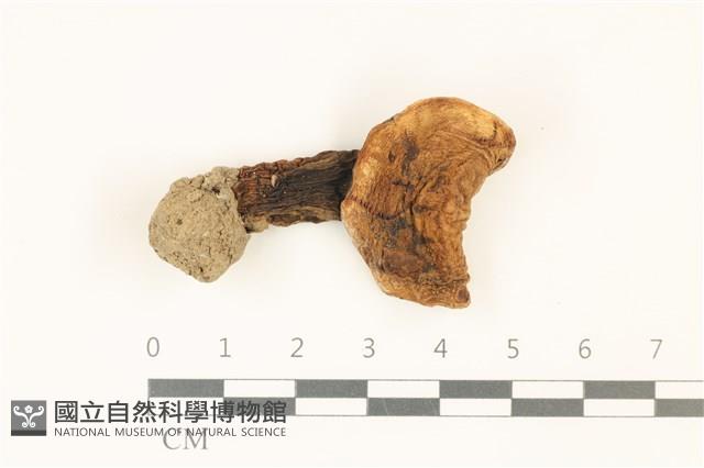 登錄號:F0036732藏品圖，第1張