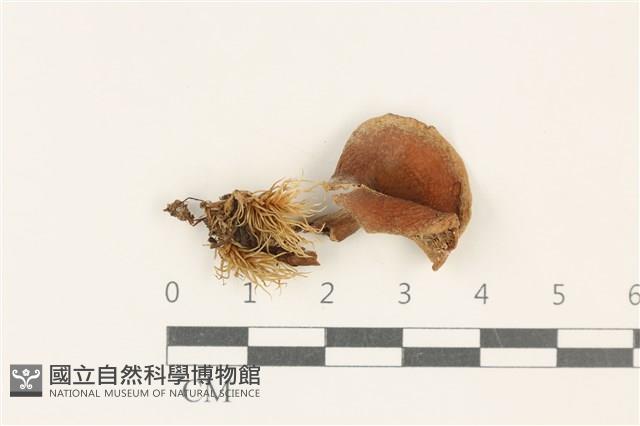 登錄號:F0037732藏品圖，第1張
