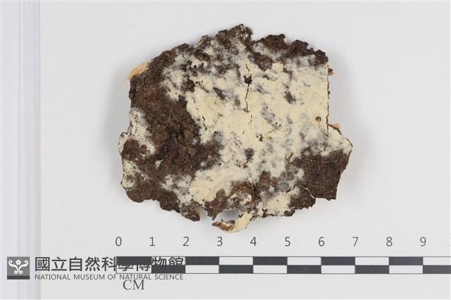 剛毛絲皮菌藏品圖，第1張