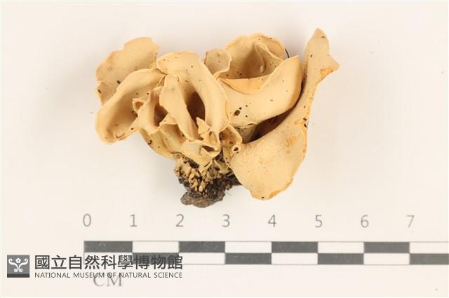 登錄號:F0038532藏品圖，第1張