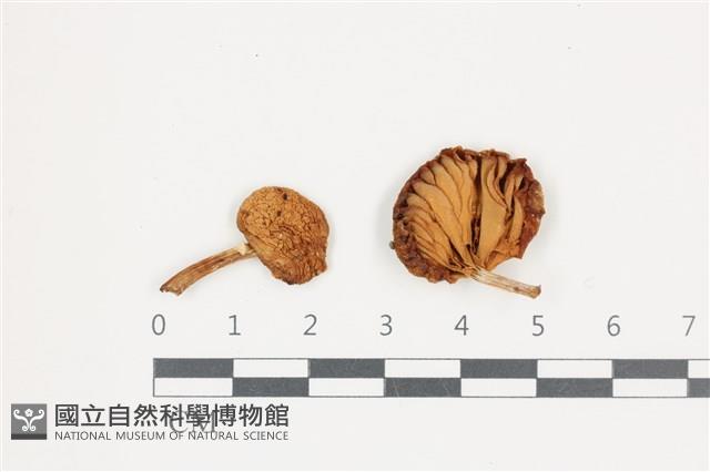登錄號:F0036532藏品圖，第1張