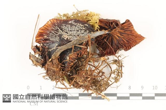 登錄號:F0037532藏品圖，第1張