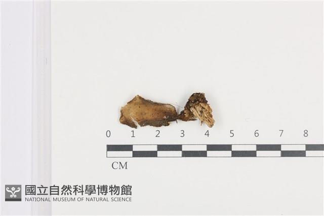 登錄號:F0036132藏品圖，第1張