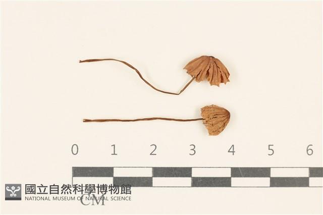 小皮傘屬藏品圖，第1張