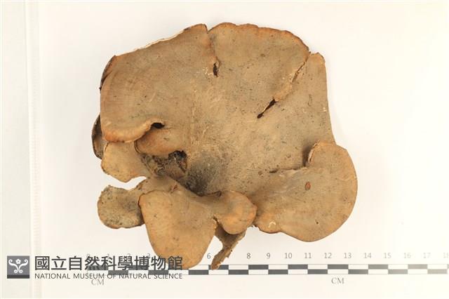 登錄號:F0038032藏品圖，第1張