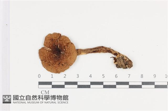 登錄號:F0036032藏品圖，第1張