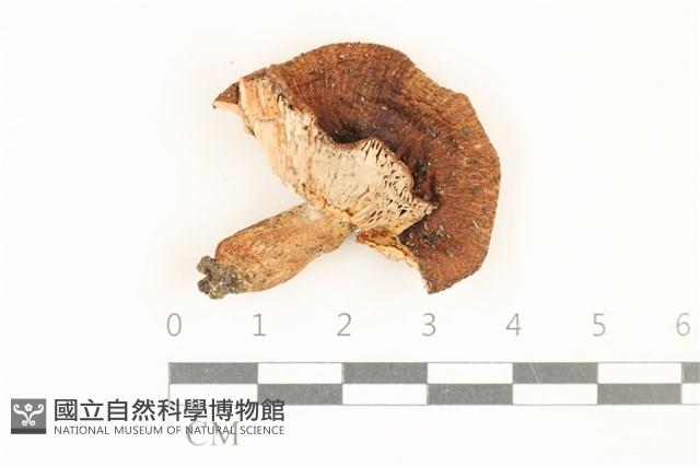 登錄號:F0037032藏品圖，第1張