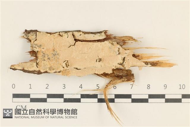 登錄號:F0019032藏品圖，第1張