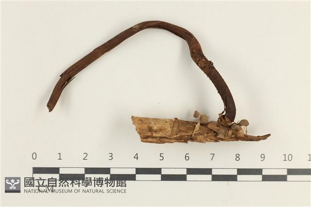 登錄號:F0038332藏品圖，第1張