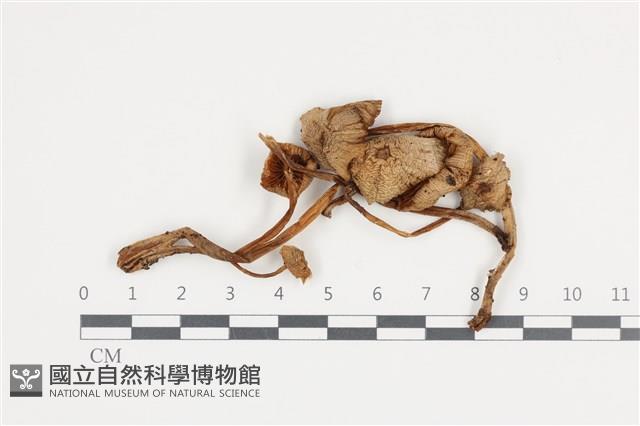 登錄號:F0036332藏品圖，第1張