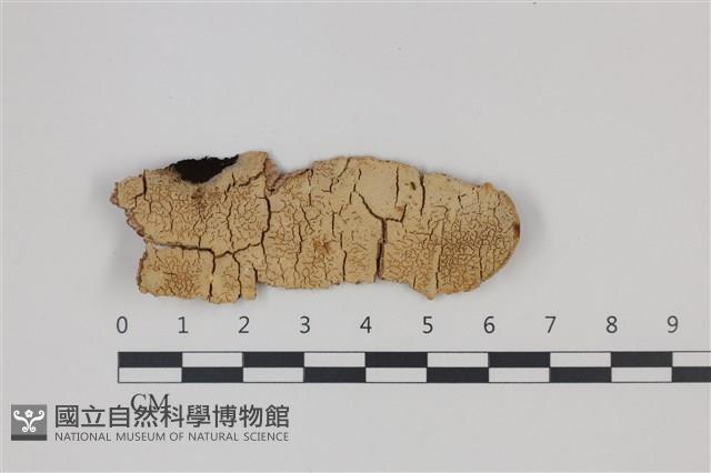 登錄號:F0035332藏品圖，第1張