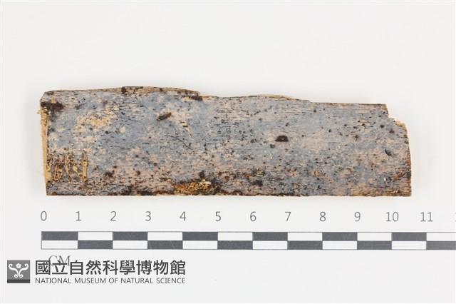 登錄號:F0036272藏品圖，第1張