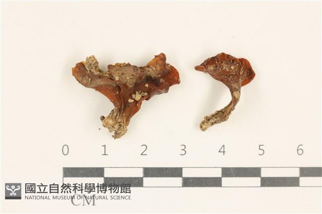 登錄號:F0037272藏品圖，第1張