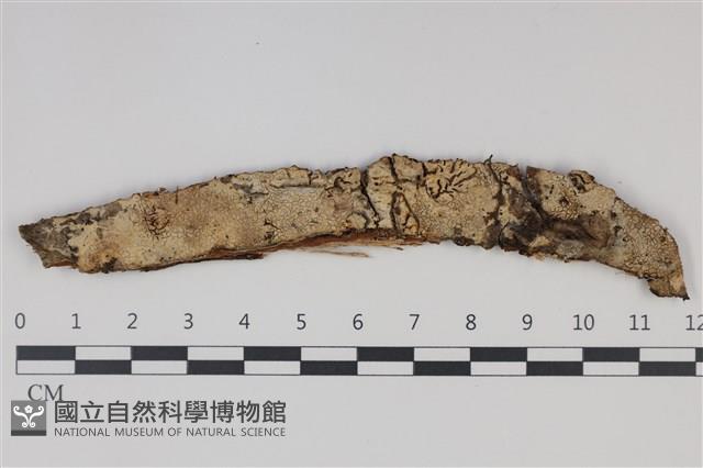 剛毛絲皮菌藏品圖，第1張