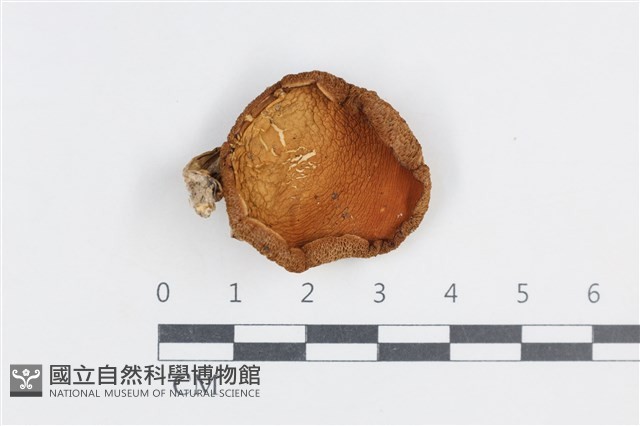 登錄號:F0038872藏品圖，第1張