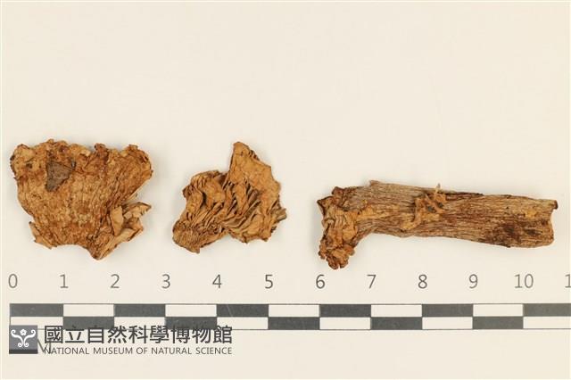登錄號:F0036872藏品圖，第1張