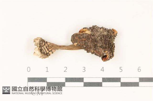 登錄號:F0037872藏品圖，第1張