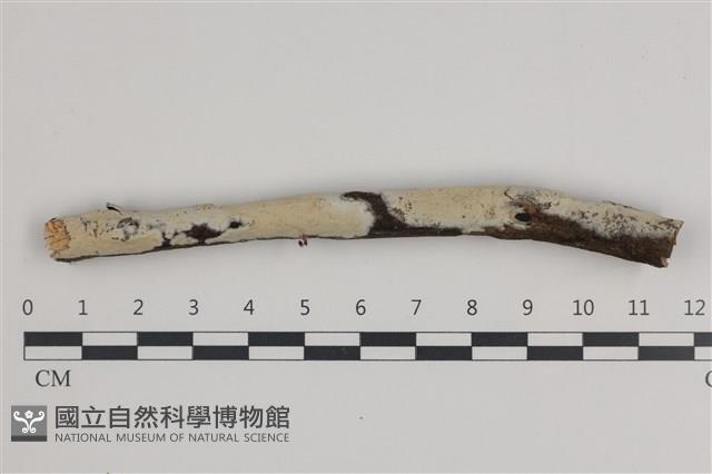 登錄號:F0035872藏品圖，第1張