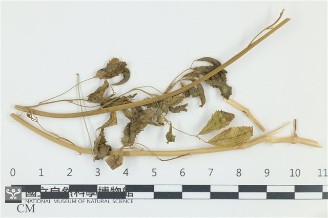 登錄號:F0038972藏品圖，第1張
