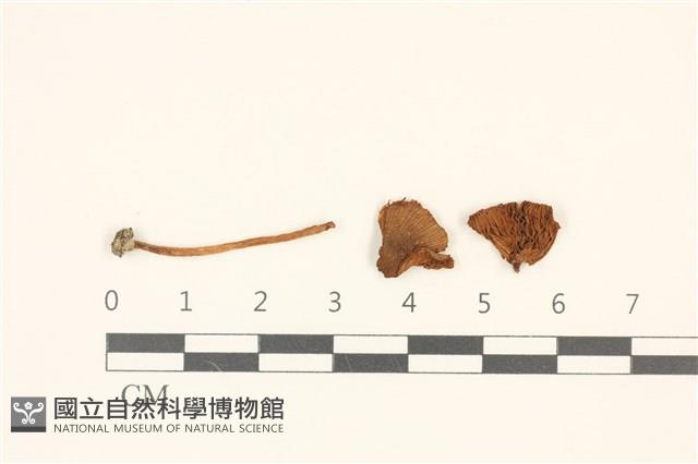 登錄號:F0036972藏品圖，第1張