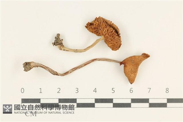 登錄號:F0037972藏品圖，第1張