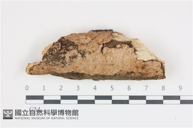登錄號:F0035972藏品圖，第1張