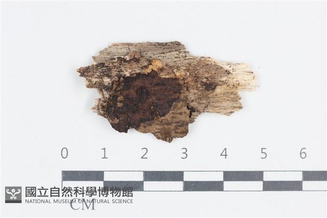 登錄號:F0038672藏品圖，第1張