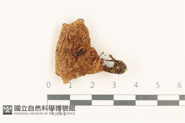 登錄號:F0037672藏品圖，第1張