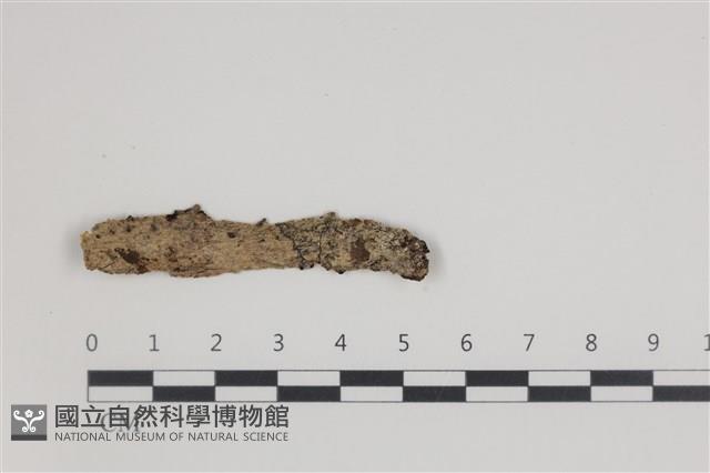 刺皮菌屬藏品圖，第1張