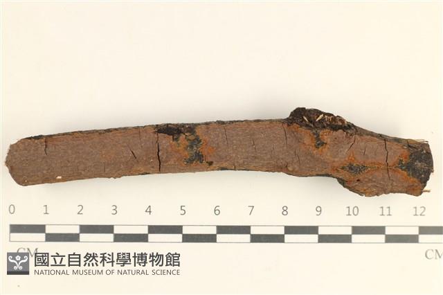 Accession Number:F0038472 Collection Image, Figure 1, Total 2 Figures