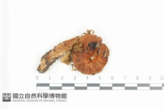 登錄號:F0036472藏品圖，第1張